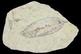 Miocene Fossil Leaf (Cinnamomum) - Augsburg, Germany #139159-1